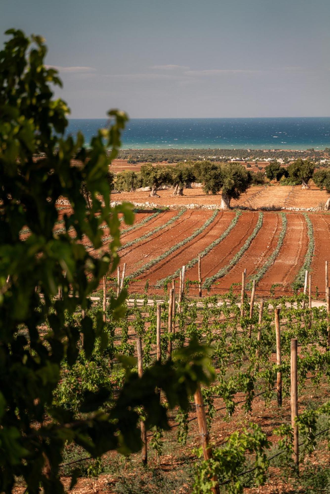 Masseria Auraterrae Polignano a Mare Zewnętrze zdjęcie